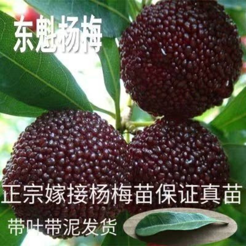 正宗嫁接杨梅
