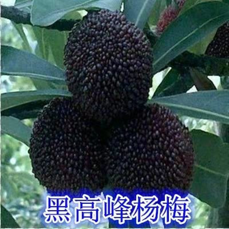 正宗嫁接杨梅