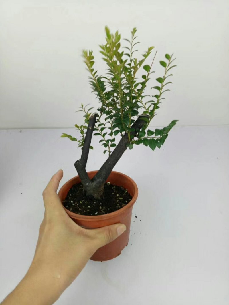 紫檀