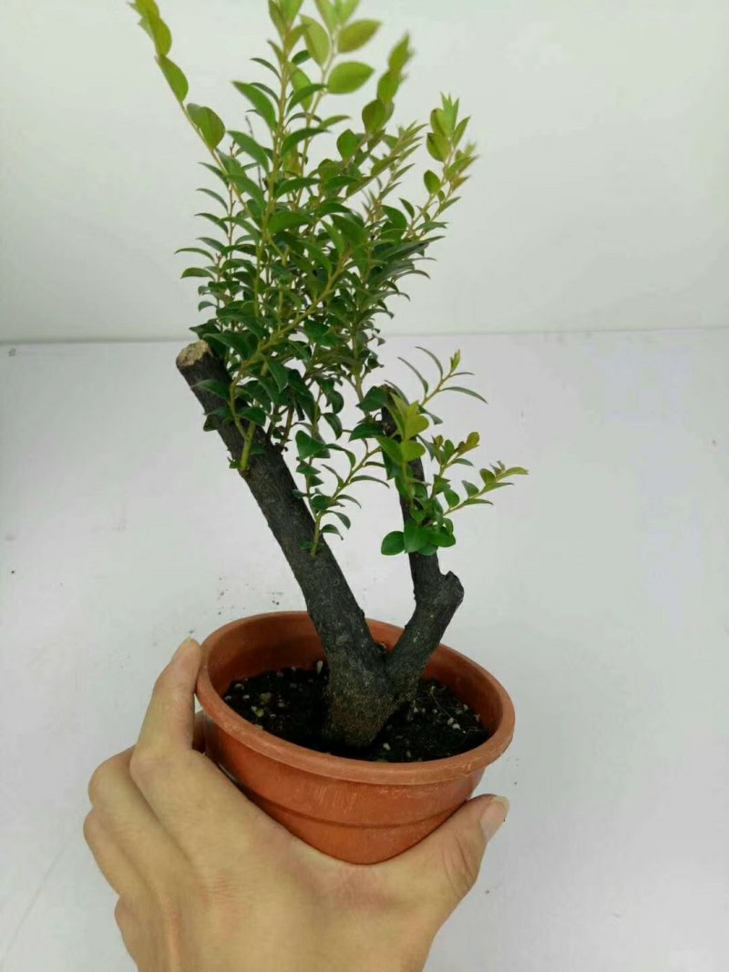 紫檀