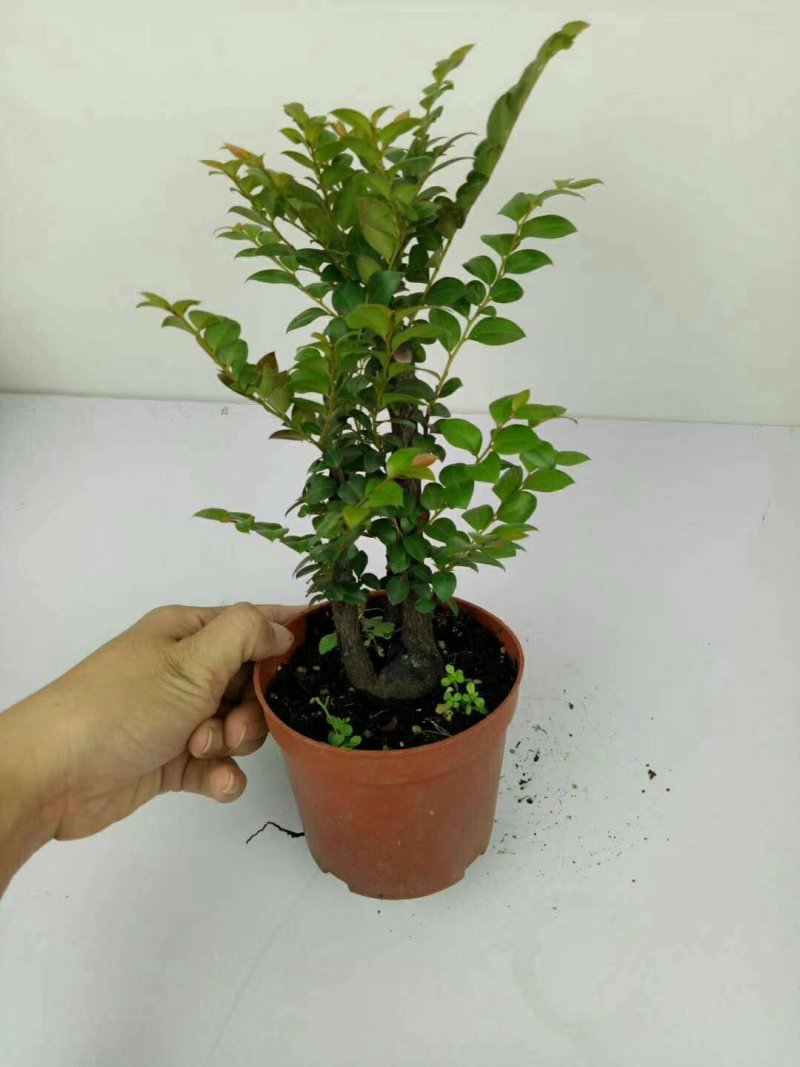 紫檀