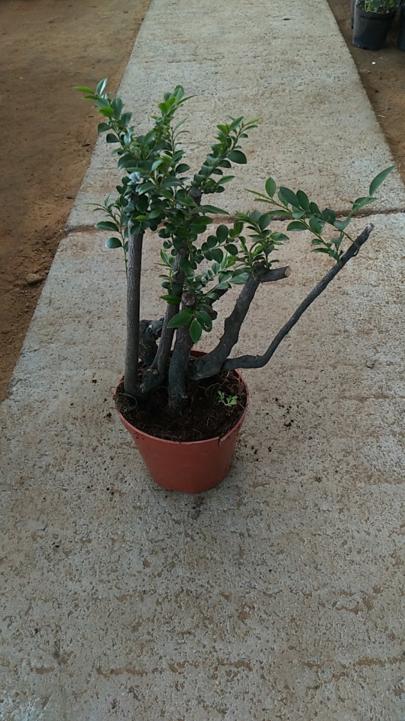 紫檀