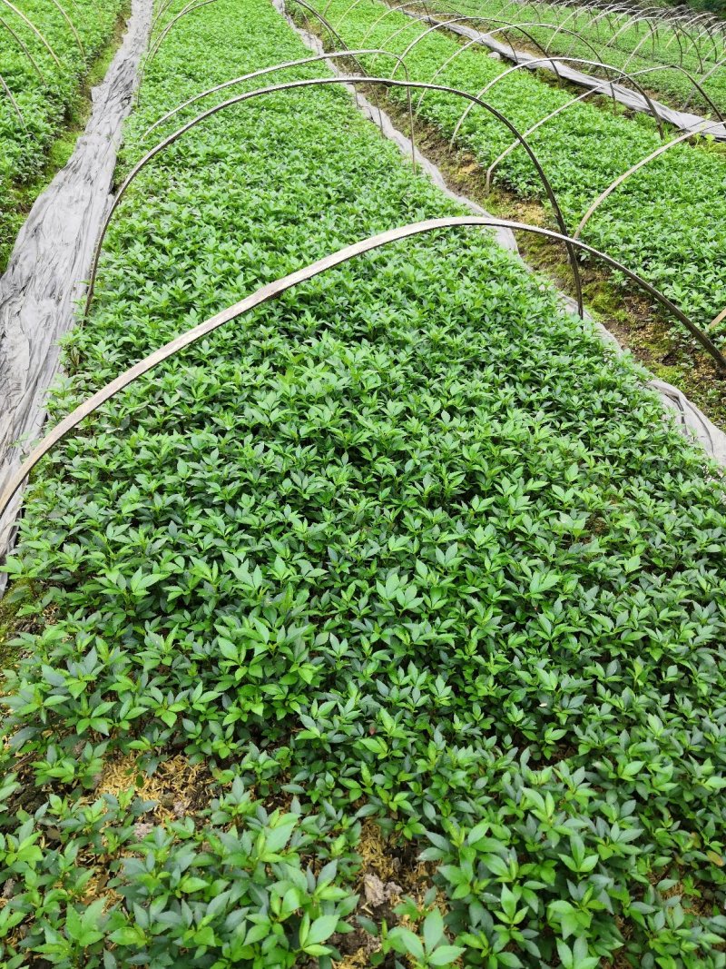 大量批发纯正九叶青花椒芽苗花椒小苗花椒苗天知椒苗