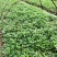 大量批发纯正九叶青花椒芽苗花椒小苗花椒苗天知椒苗