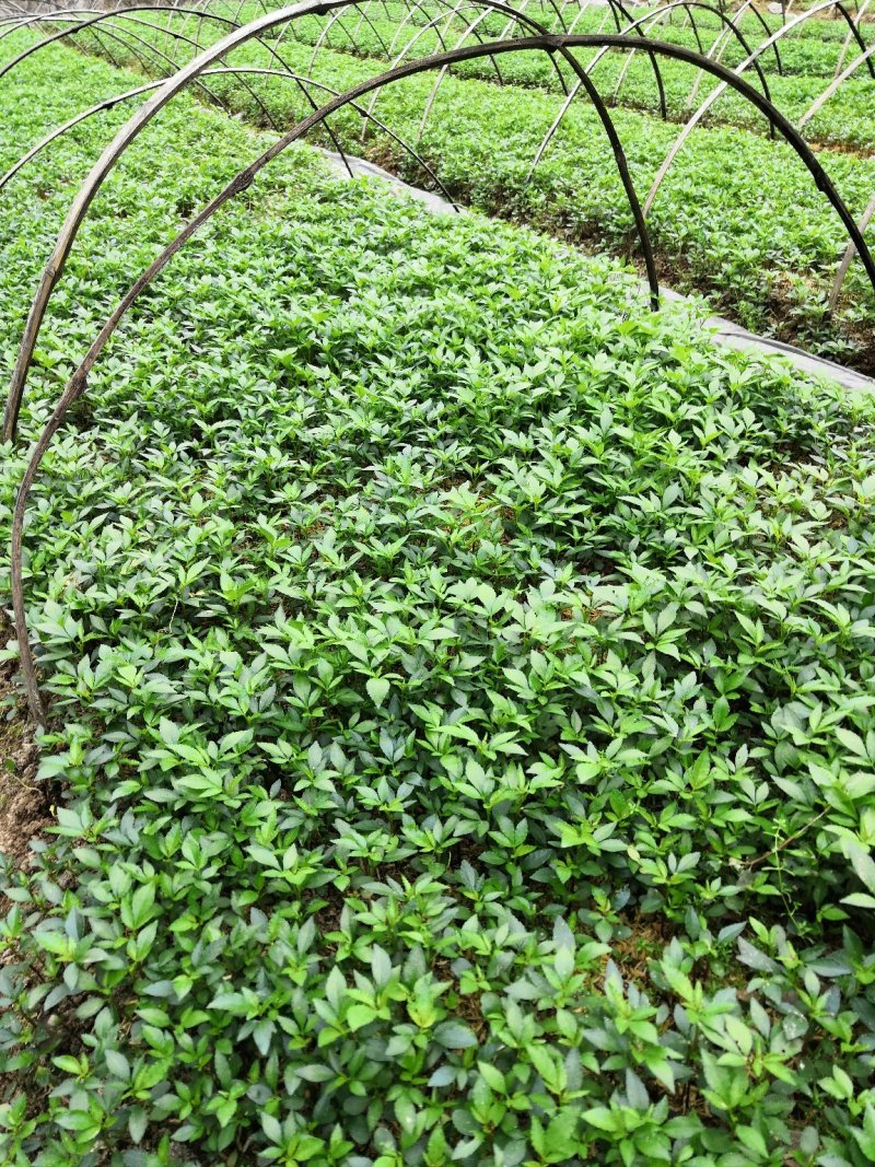 大量批发纯正九叶青花椒芽苗花椒小苗花椒苗天知椒苗