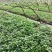 大量批发纯正九叶青花椒芽苗花椒小苗花椒苗天知椒苗