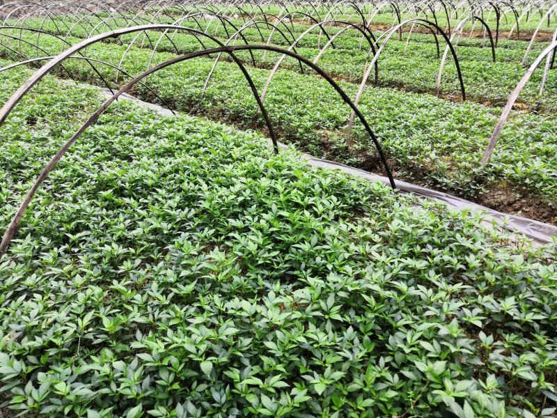 大量批发纯正九叶青花椒芽苗花椒小苗花椒苗天知椒苗