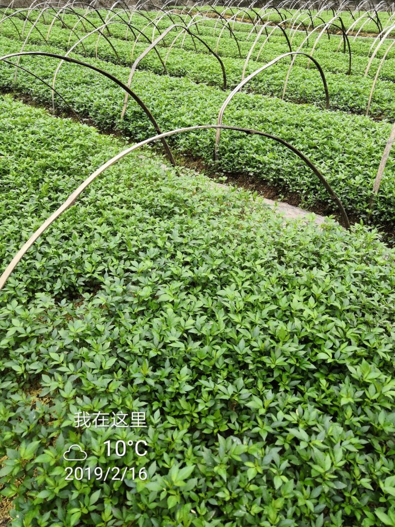 大量批发纯正九叶青花椒杯苗花椒芽苗花椒小苗花椒苗
