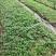 大量批发纯正九叶青花椒芽苗花椒小苗花椒苗天知椒苗