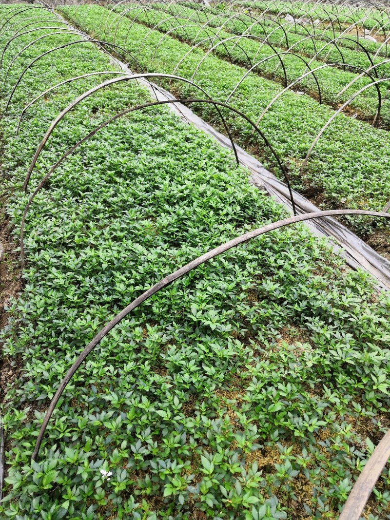 大量批发纯正九叶青花椒芽苗花椒小苗花椒苗天知椒苗