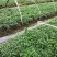 大量批发纯正九叶青花椒芽苗花椒小苗花椒苗天知椒苗