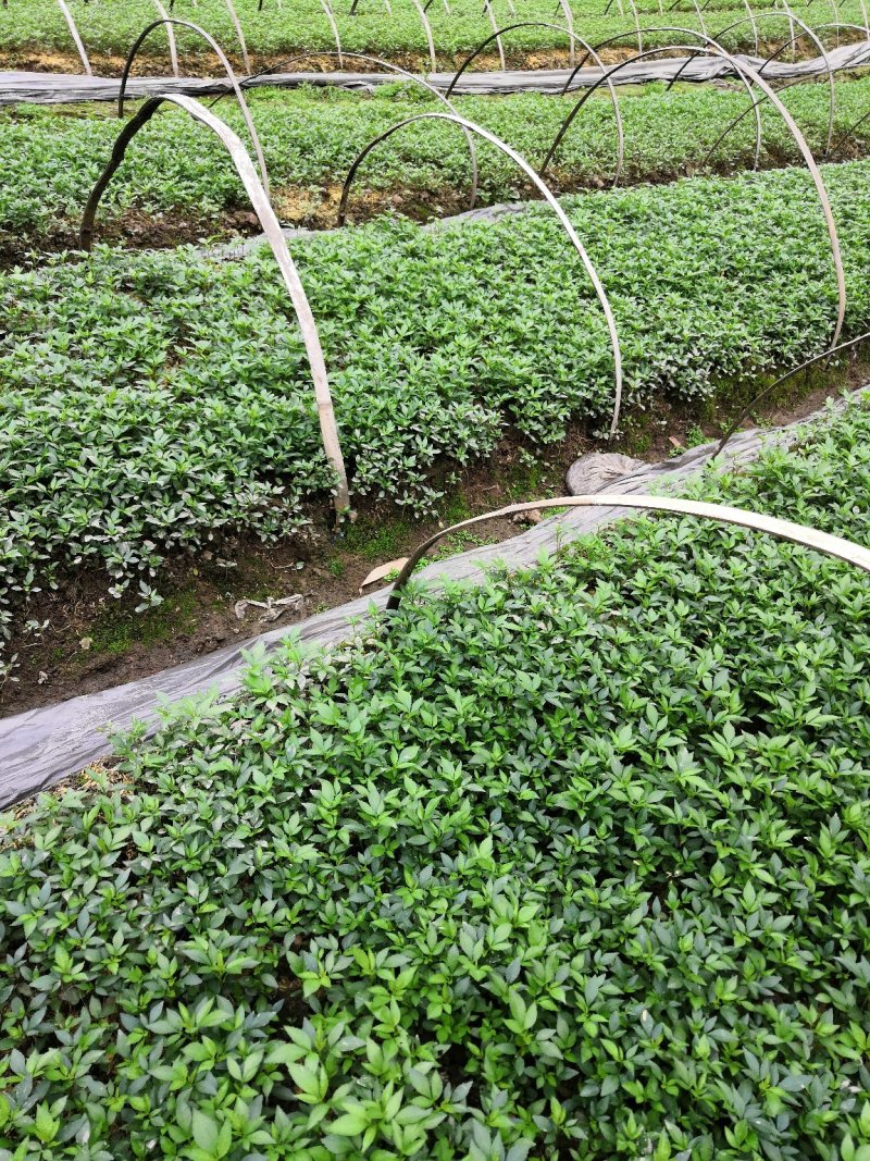 大量批发纯正九叶青花椒芽苗花椒小苗花椒苗天知椒苗