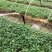 大量批发纯正九叶青花椒芽苗花椒小苗花椒苗天知椒苗