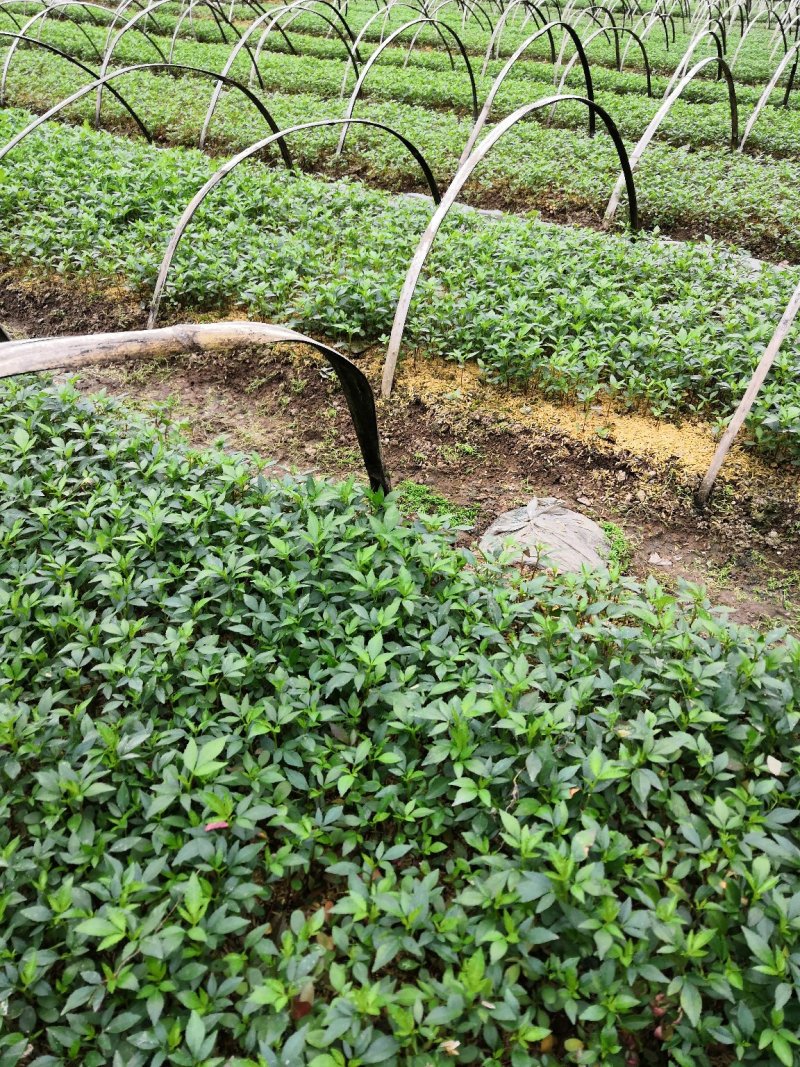 大量批发纯正九叶青花椒芽苗花椒小苗花椒苗天知椒苗