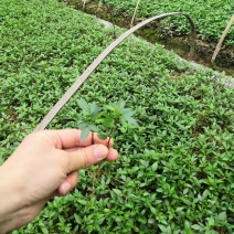 大量批发纯正九叶青花椒杯苗花椒芽苗花椒小苗花椒苗