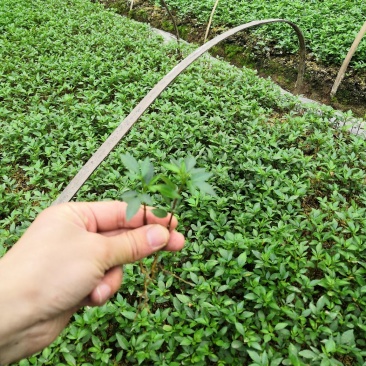 大量批发纯正九叶青花椒杯苗花椒芽苗花椒小苗花椒苗