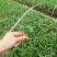 大量批发纯正九叶青花椒杯苗花椒芽苗花椒小苗花椒苗