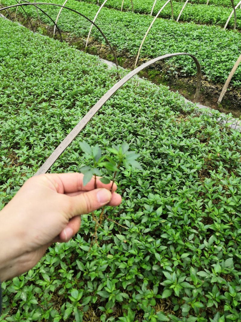 大量批发纯正九叶青花椒杯苗花椒芽苗花椒小苗花椒苗