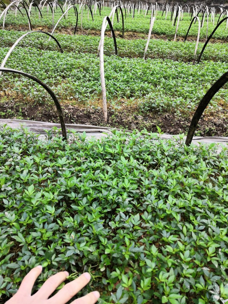 大量批发纯正九叶青花椒芽苗花椒小苗花椒苗天知椒苗