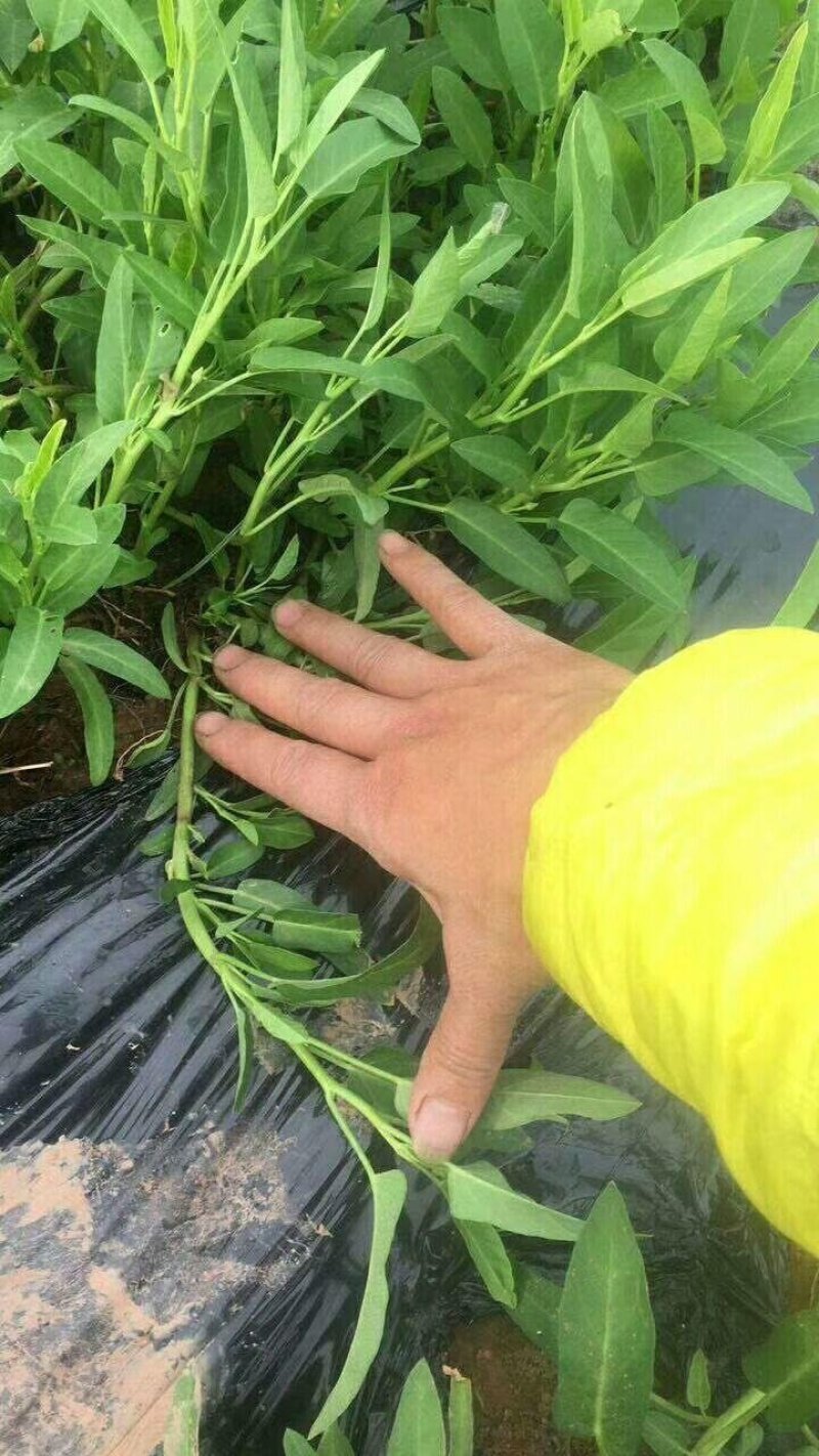 供应成都老藤繁殖的空心菜种苗