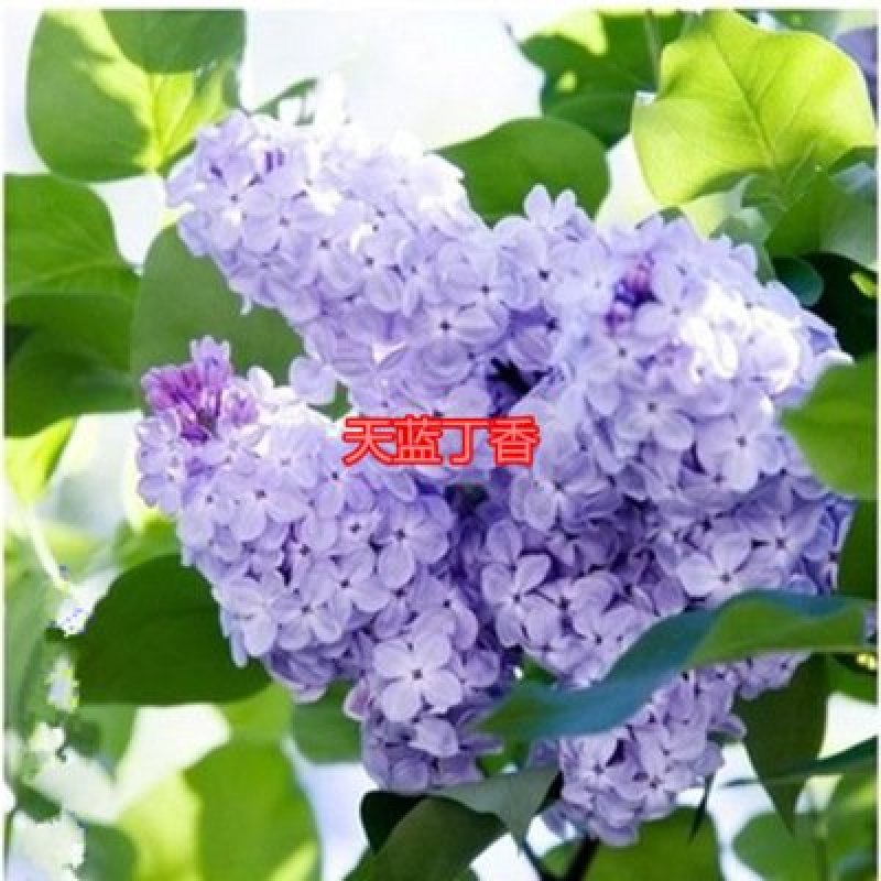 丁香苗包邮！丁香苗丁香花可以一亩田线上交易下单