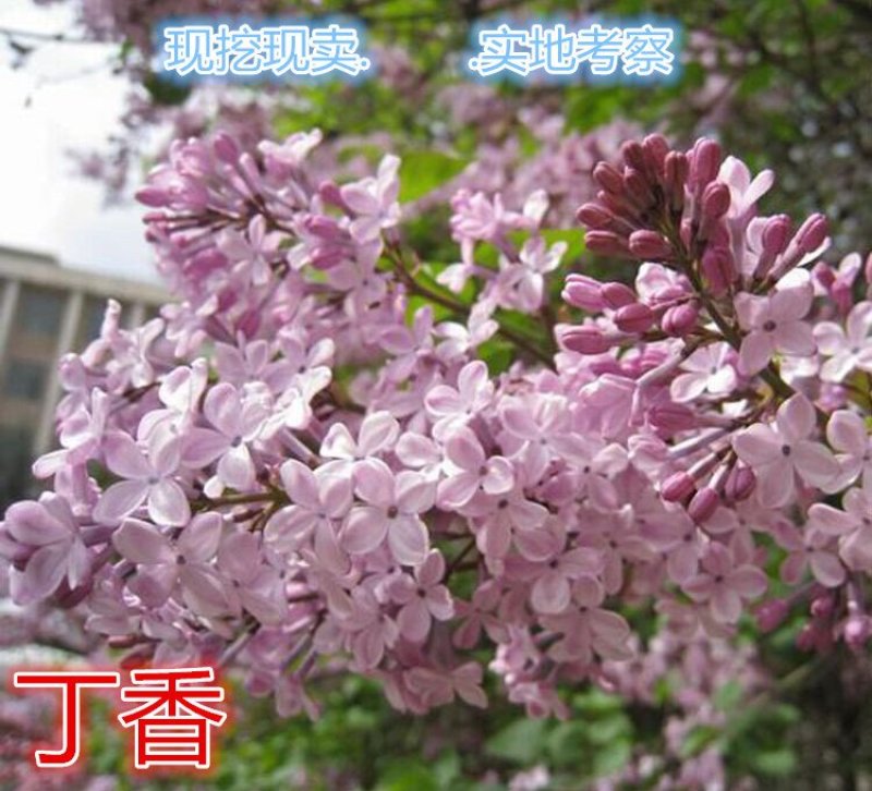 丁香苗包邮！丁香苗丁香花可以一亩田线上交易下单
