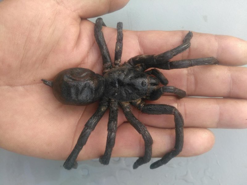 蜘蛛