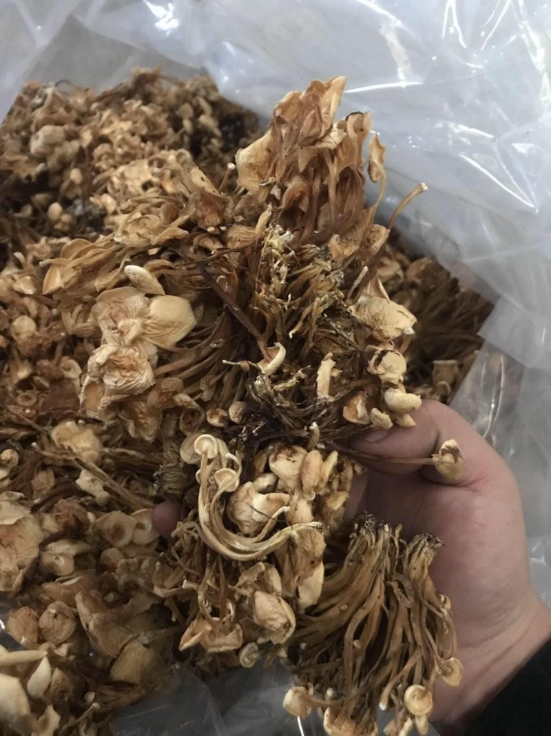 河北金针菇食用菌金针菇干货干金针菇厂家直销品质保证