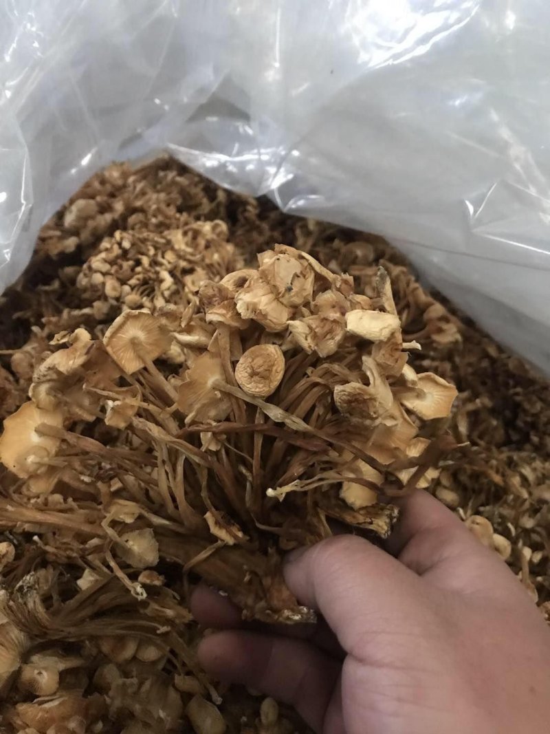 河北金针菇食用菌金针菇干货干金针菇厂家直销品质保证