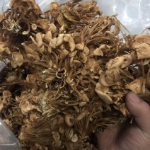 河北金针菇食用菌金针菇干货干金针菇厂家直销品质保证