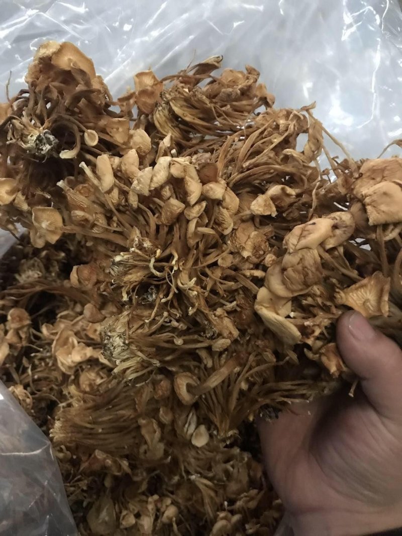 河北金针菇食用菌金针菇干货干金针菇厂家直销品质保证