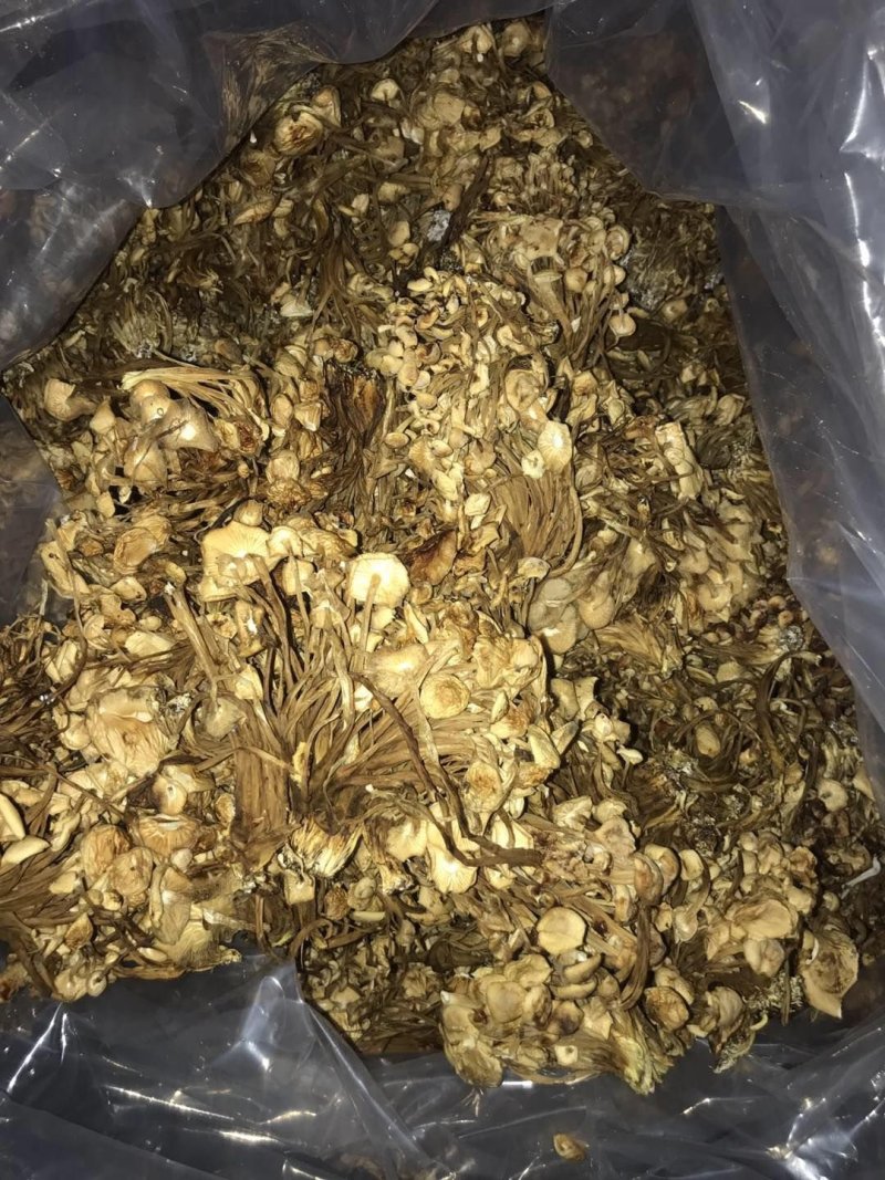 金针菇干货食用菌干平菇产地欢迎老板选购