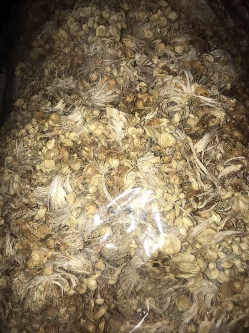 河北金针菇食用菌金针菇干货干金针菇厂家直销品质保证