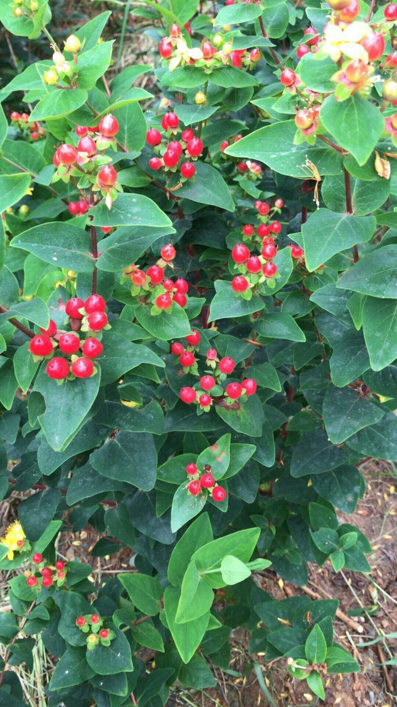 火龙珠种苗，精品种苗多年实践经验，培育出优良的好苗放心购
