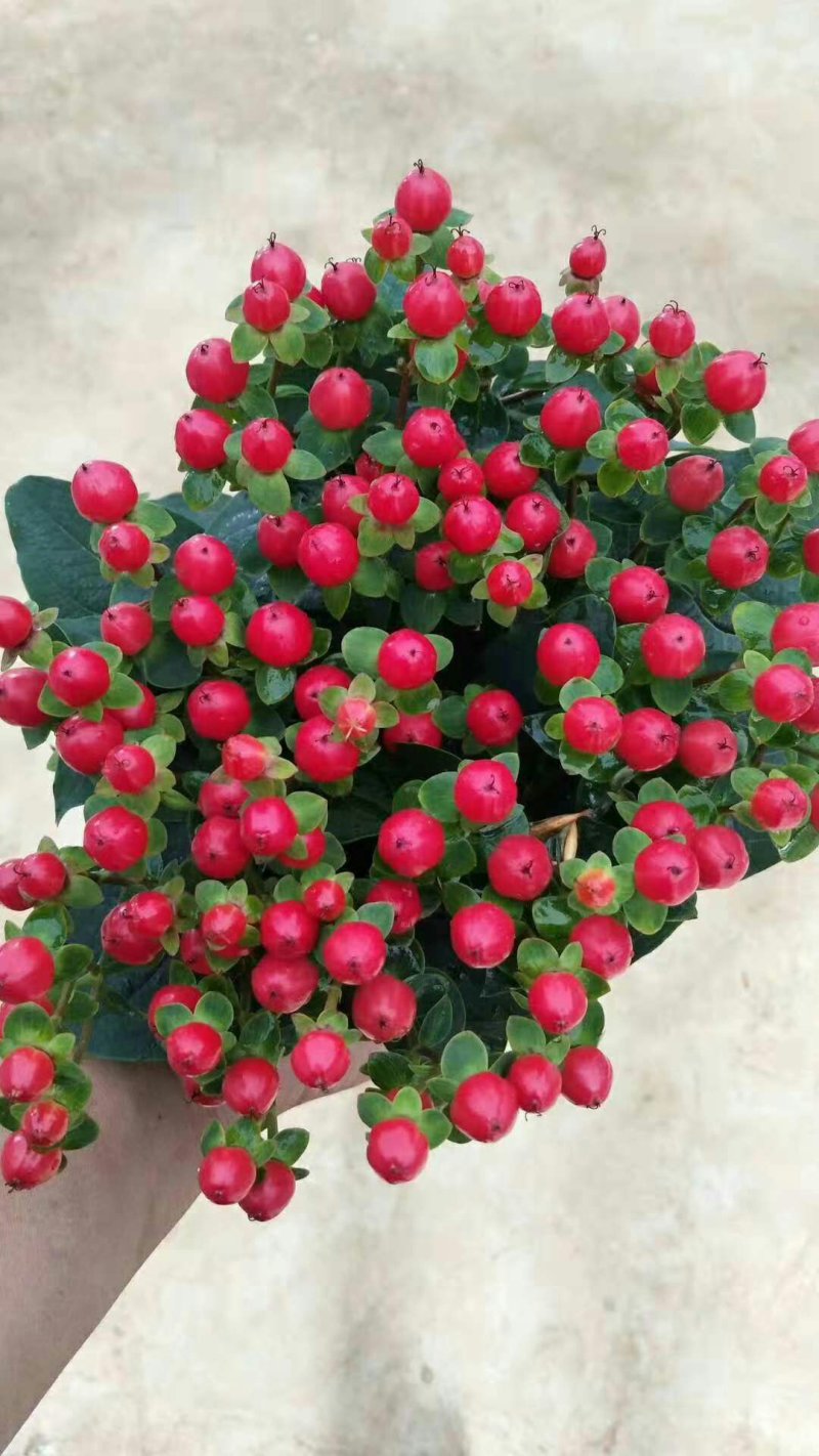 火龙珠种苗，精品种苗多年实践经验，培育出优良的好苗放心购