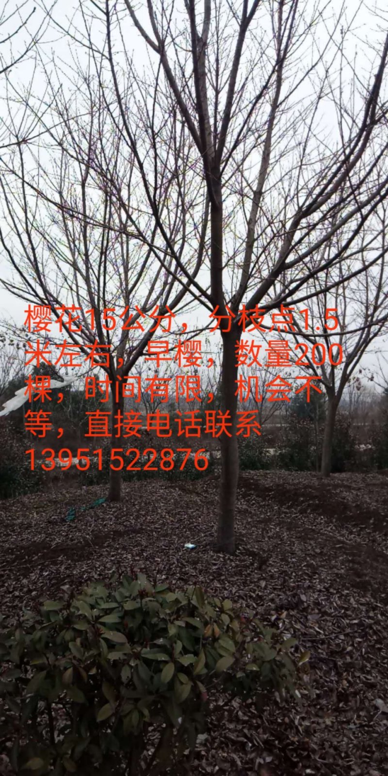 樱花15公分