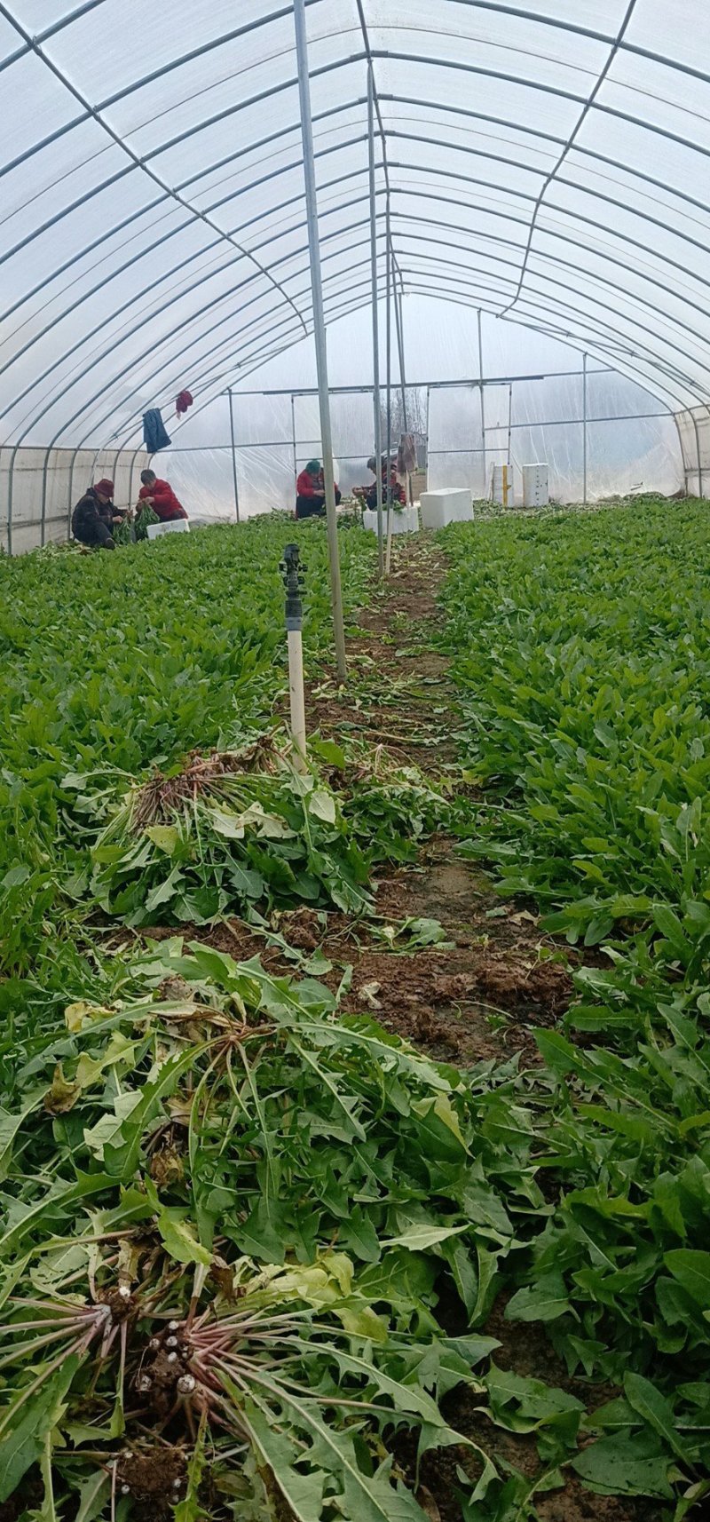 精选优质蒲公英可食用野菜产地直发货量充足量大从优