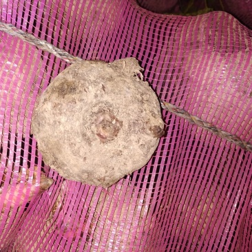 做豆腐的魔芋