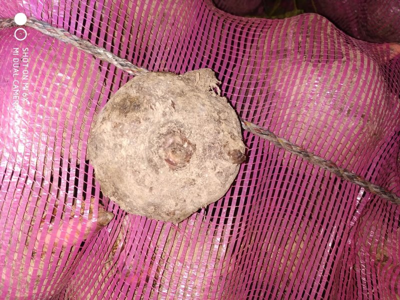 做豆腐的魔芋