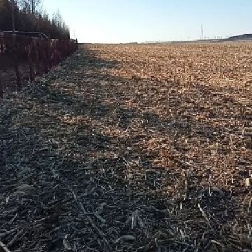 林地三万平方米。空地一万平方米。有樟子松3500棵。梨树