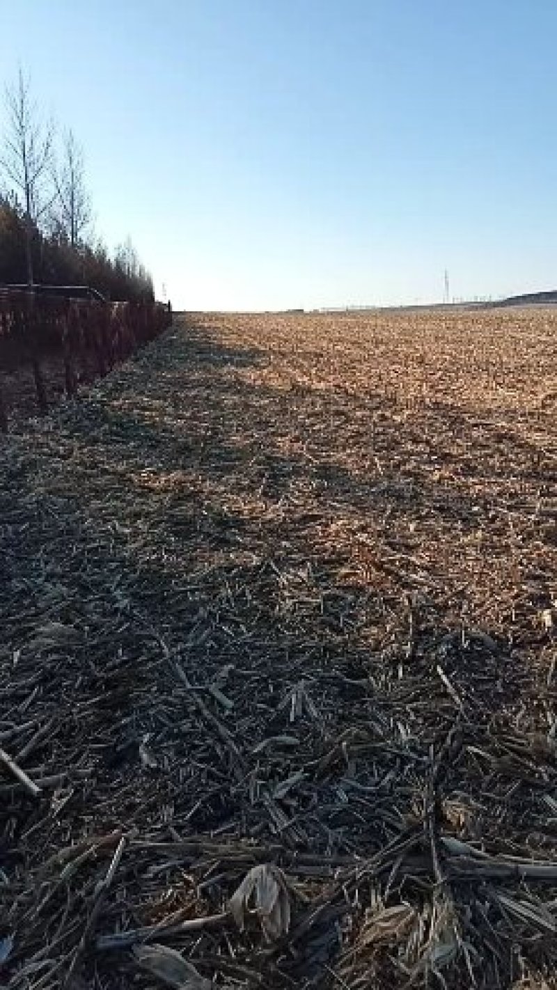 林地三万平方米。空地一万平方米。有樟子松3500棵。梨树