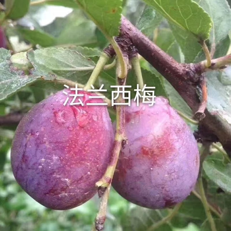 辽宁西梅李子苗西梅李子苗辽宁新品种李子苗，