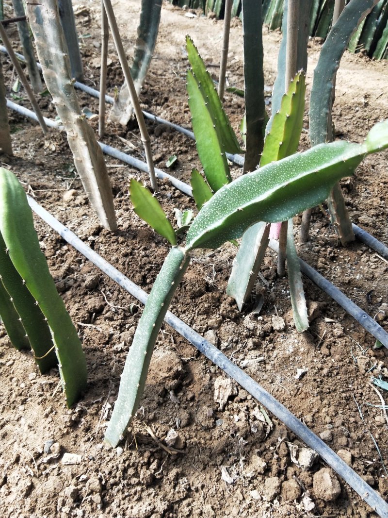 红心火龙果苗，基地大量有货。保证质量，随时发货。