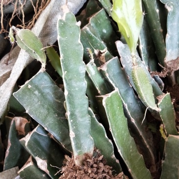 红心火龙果苗，基地大量有货。保证质量，随时发货。