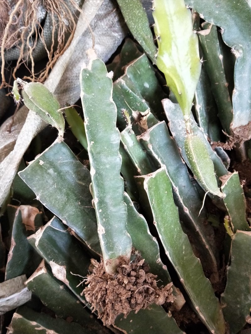 红心火龙果苗，基地大量有货。保证质量，随时发货。