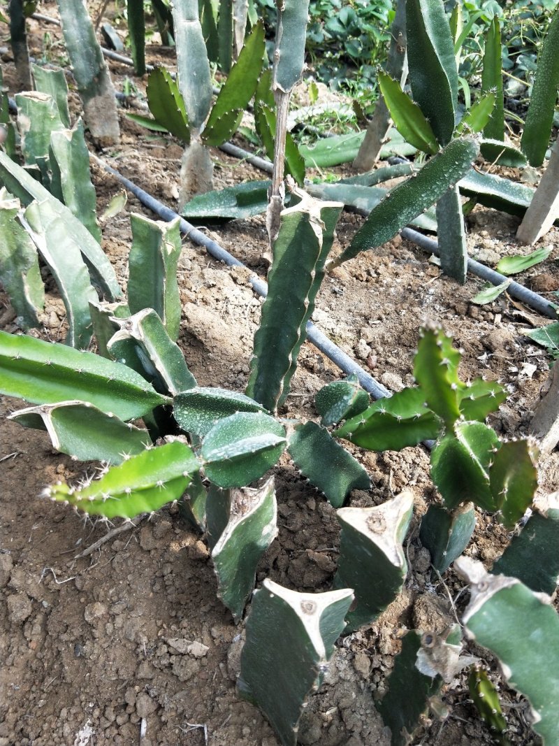 红心火龙果苗，基地大量有货。保证质量，随时发货。