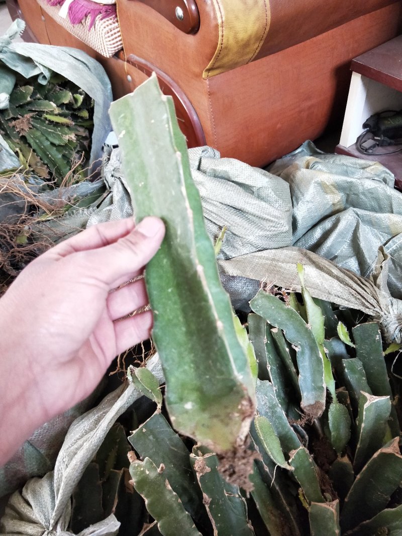 红心火龙果苗，基地大量有货。保证质量，随时发货。