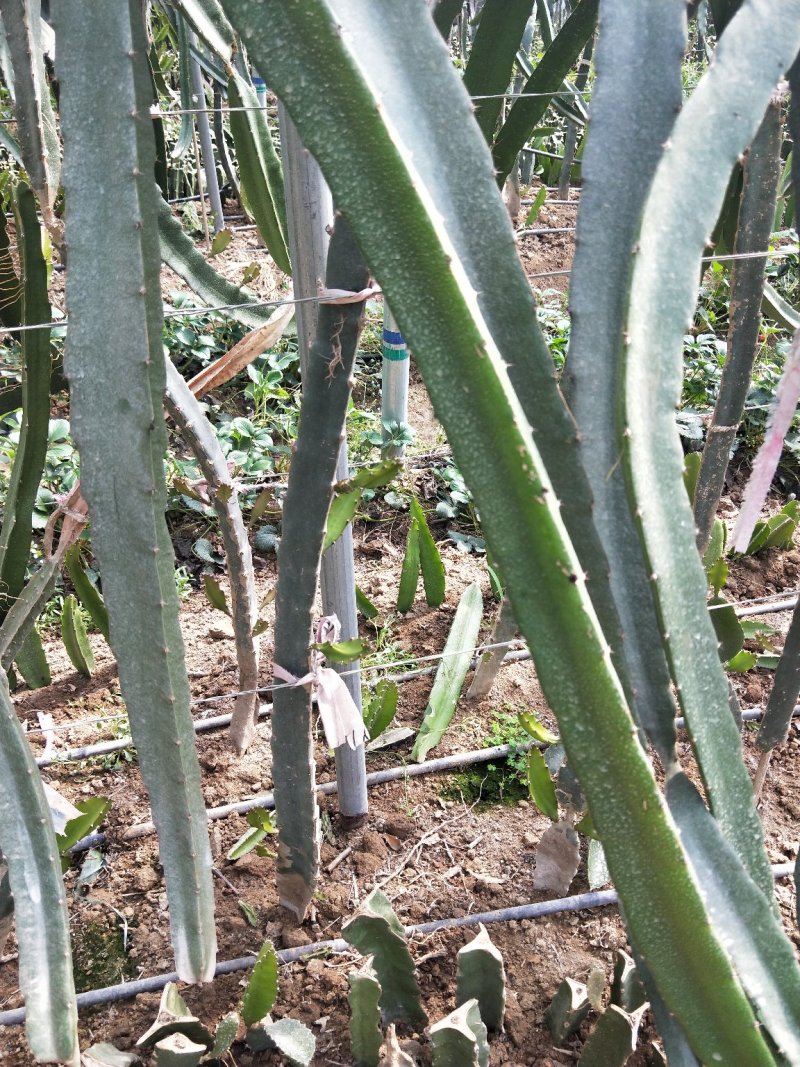 红心火龙果苗，基地大量有货。保证质量，随时发货。