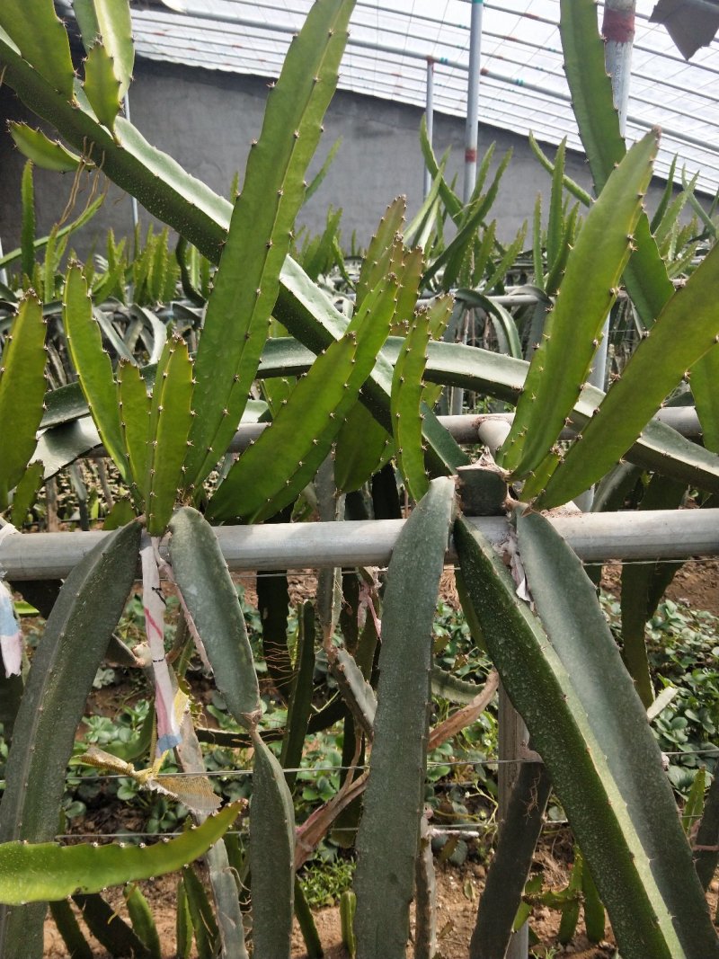 红心火龙果苗，基地大量有货。保证质量，随时发货。
