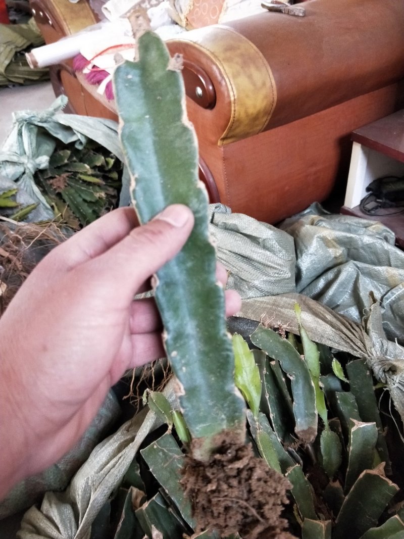 红心火龙果苗，基地大量有货。保证质量，随时发货。